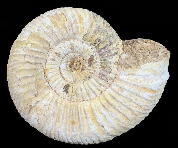 Perisphinctes Ammonite - Jurassic #54214